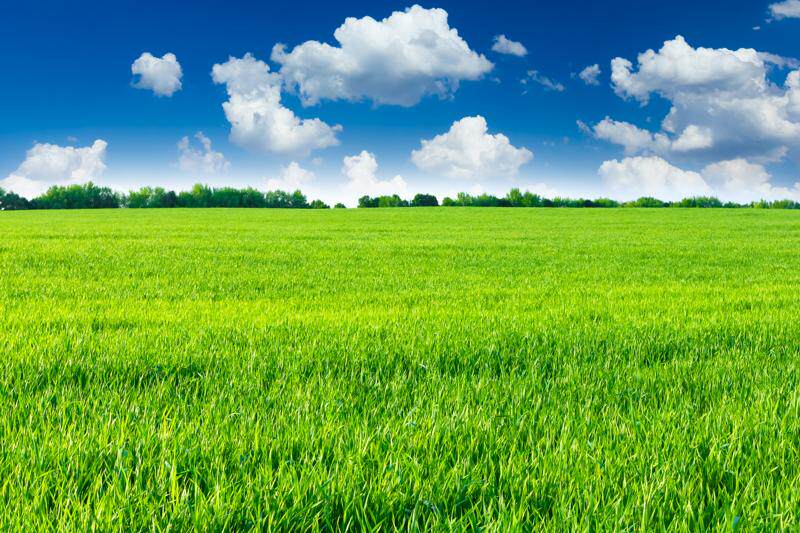 fj1157高清蓝天白云3d草原鲜花牛羊电视背景墙蒙古包蒙古草光风景