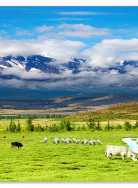 FJ0782牛群羊群草原牧场3d立体大型壁画开阔空间高原雪山风景墙纸