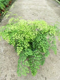 大盆飞雪铁线蕨盆栽室内绿植盆栽净化空气花盆直径15厘米