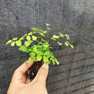 飞雪铁线蕨小苗造景植物微景观水族箱植物水陆缸植物