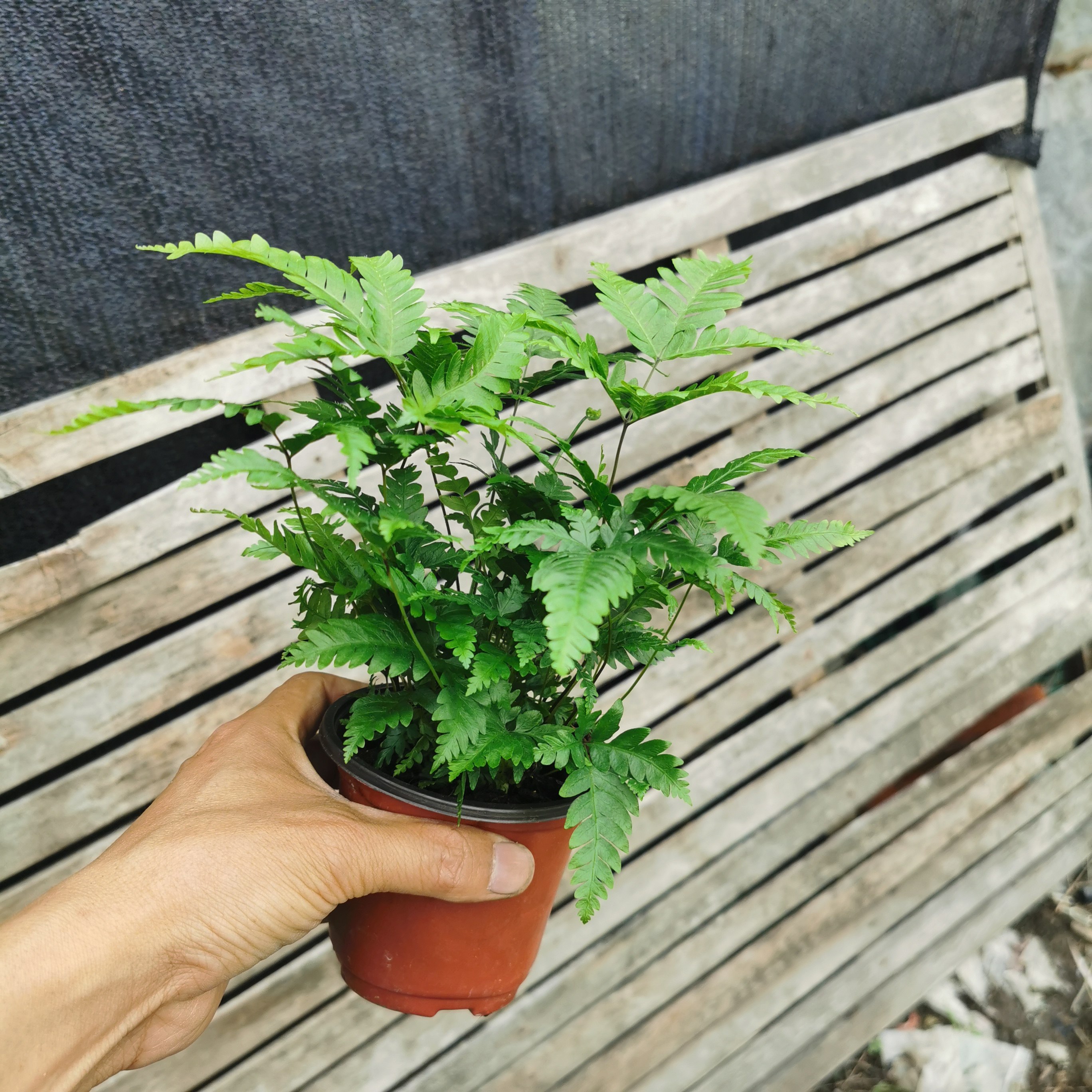 傅氏蕨盆栽耐阴雨林植物水池鱼缸耐阴四季绿色