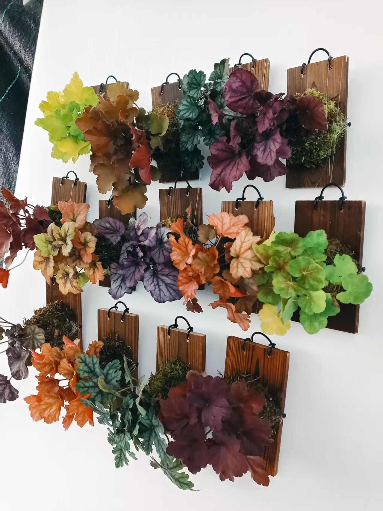 创意壁挂式彩叶矾根壁挂咖啡馆音乐餐吧创意墙饰绿植盆栽带挂板,鲜花速递/花卉仿真/绿植园艺,绿植,淘宝优惠券,粉丝福利购,淘宝优惠卷