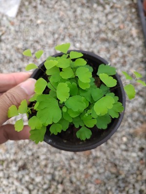 铁线蕨小苗微景观植物瓶中景观植物微小绿植图片是现在实物图