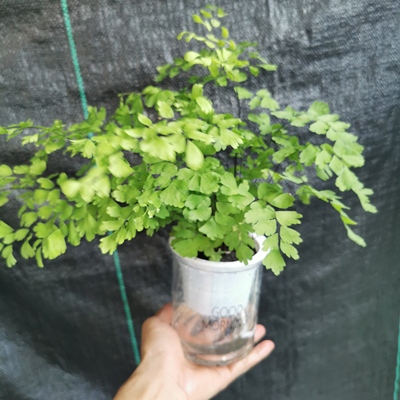 自吸水盆铁线蕨盆栽办公室净化蕨类植物铁线蕨吸室内新房甲醛花卉