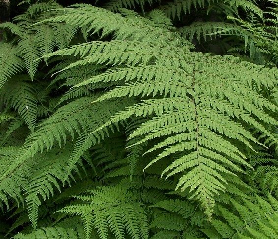 大针毛蕨绿植雨淋植物可水培好养耐阴比较耐寒特惠