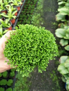 绿地球盆栽绿地珊瑚蕨盆栽 室内绿植盆栽净化空气