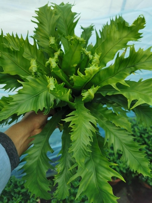 大维纳斯蕨盆栽雨林植物耐阴四季绿色净化空气室内绿植好养实物图