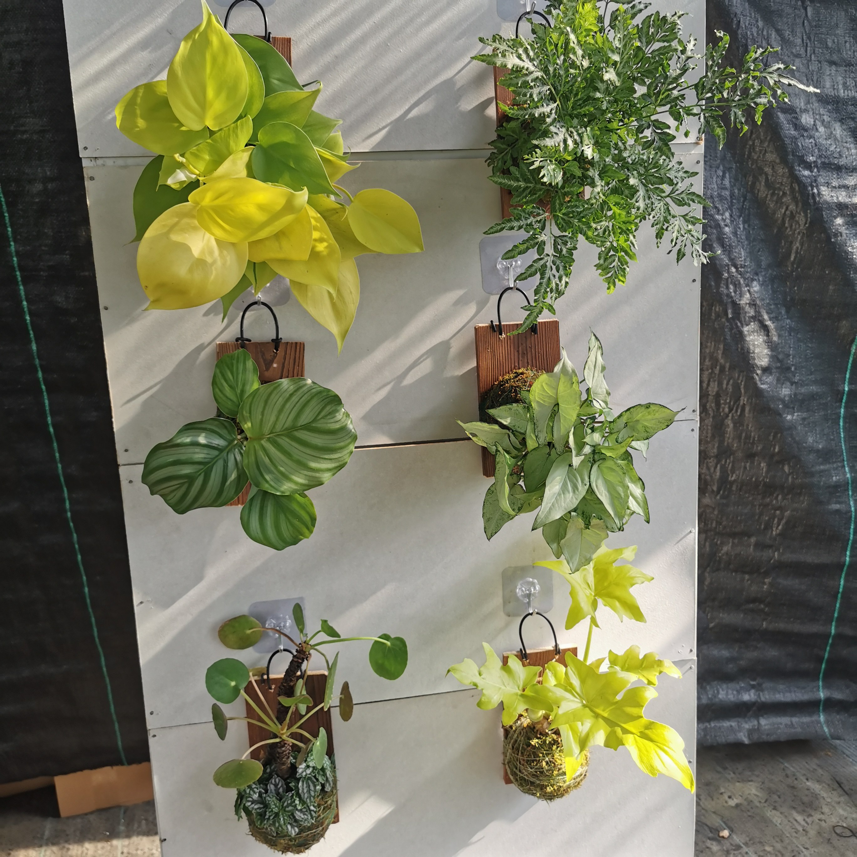植板鹿角蕨挂板室内绿植净化空气美观好养干净提升室内居家环境