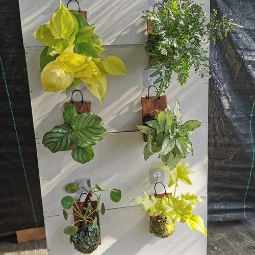 挂板室内绿植净化空气美观好养干净提升室内居家环境