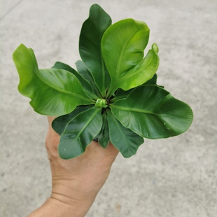眼镜蛇鸟巢蕨盆栽耐阴室内绿植