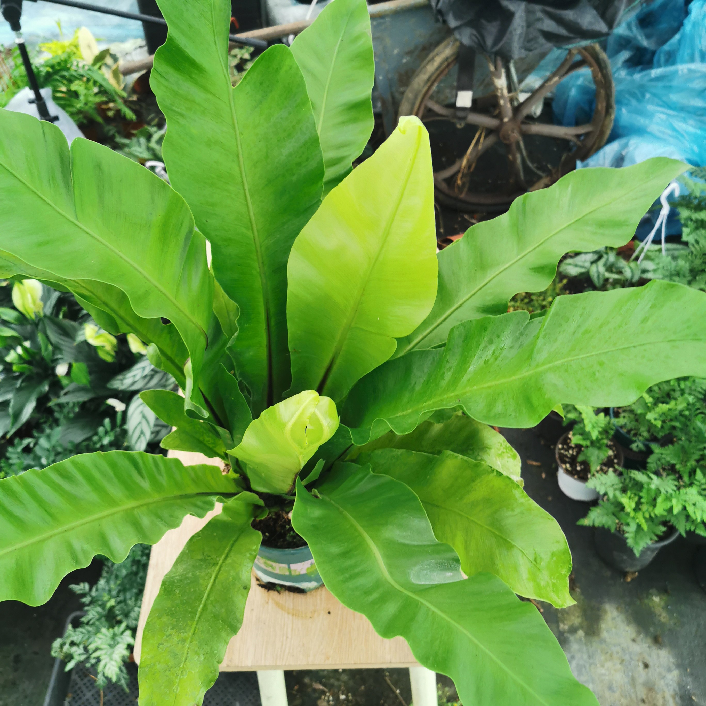 台湾鸟巢蕨可食用蕨山苏蕨山苏菜图片