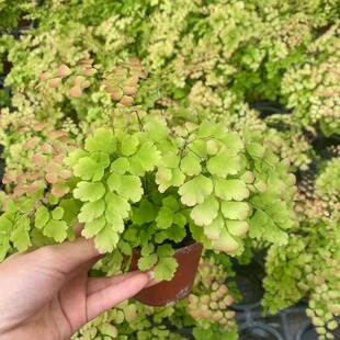 柔情铁线蕨盆栽雨林植物微景观彩叶植物