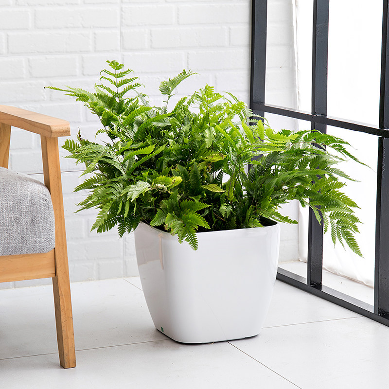 塑料家用自动吸水客厅绿植大花盆图片