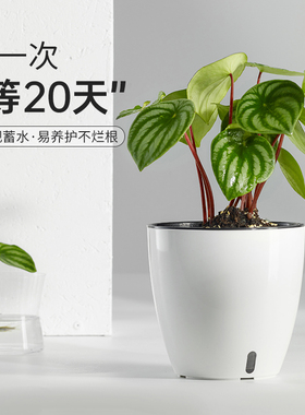 绿萝专用盆桌面白色简约塑料小号花盆水培植物器皿懒人自吸水储水