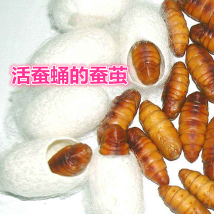 新鲜农家自养天然桑蚕茧活体蚕蛹蚕茧金丝蛹桑蚕蛹活茧活体茧包邮