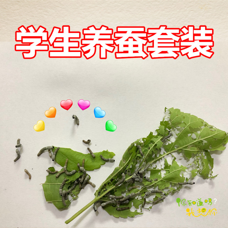 学生养蚕宝宝套装七彩金丝
