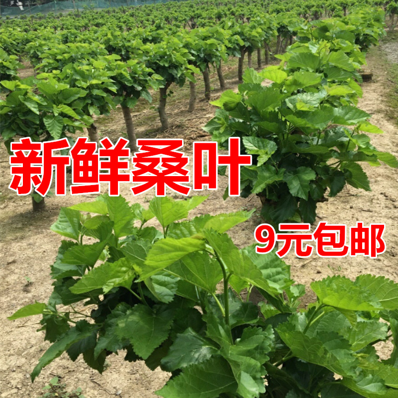 特嫩现摘农家自种包邮新鲜桑叶图片
