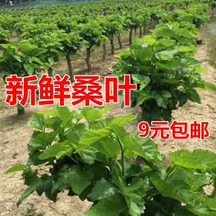 新鲜桑叶蚕宝宝饲料小蚕特嫩桑叶桑树苗养蚕现摘桑叶农家自种包邮