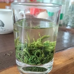 武平梁野炒绿春茶叶鲜甜回甘茶香浓郁绿茶250g