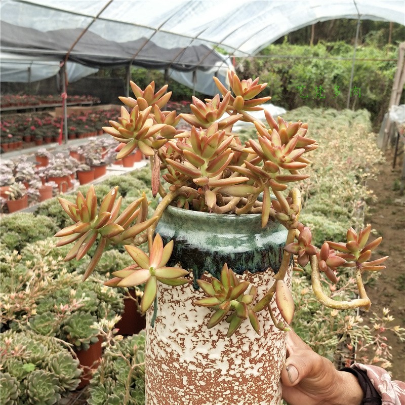 度夏无忧加州落日多肉老桩一物一拍超大红日多肉贵货稀有品种特大