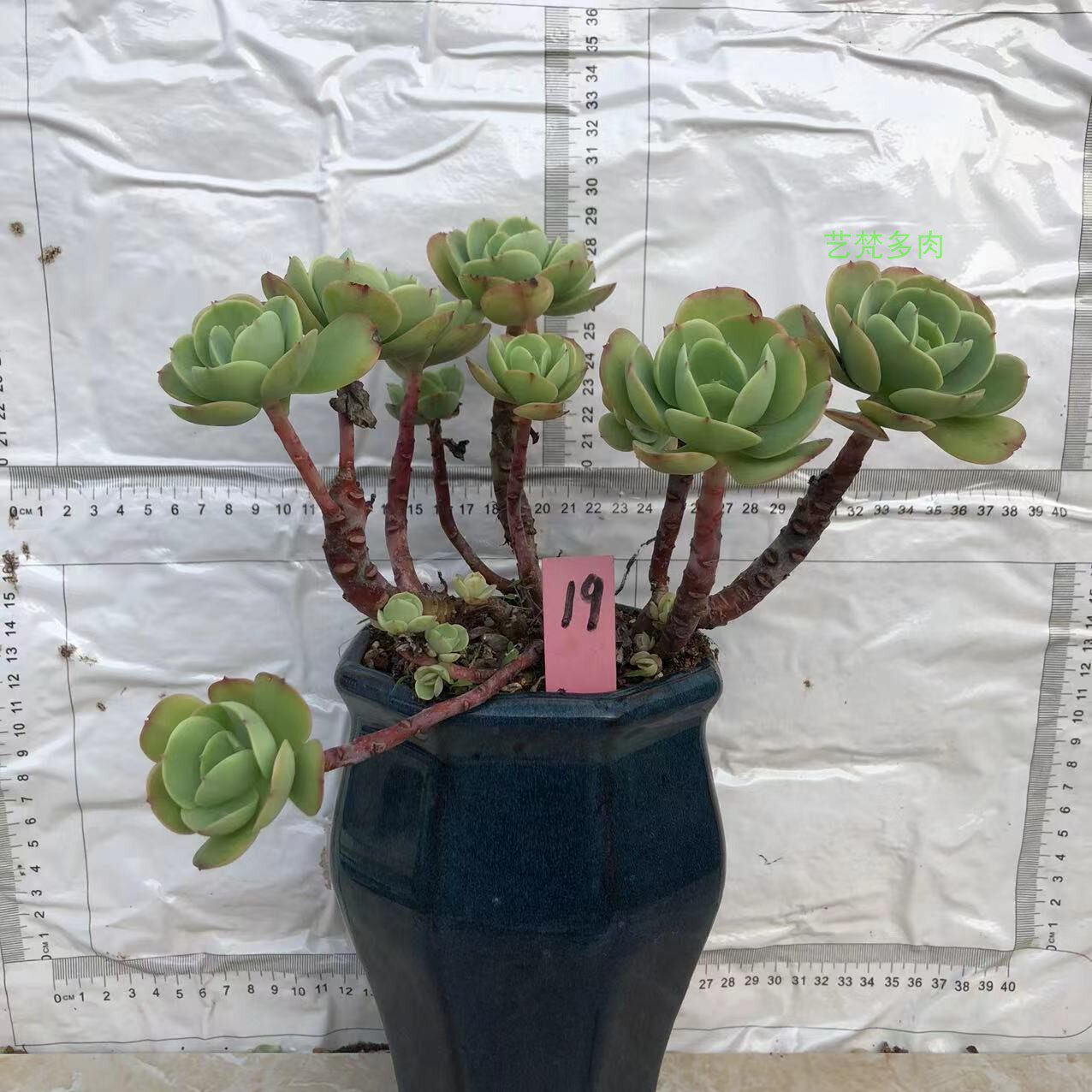 鸡蛋碧桃多肉老桩植物一物一拍超大肉肉组合盆栽特大稀有品种悬崖