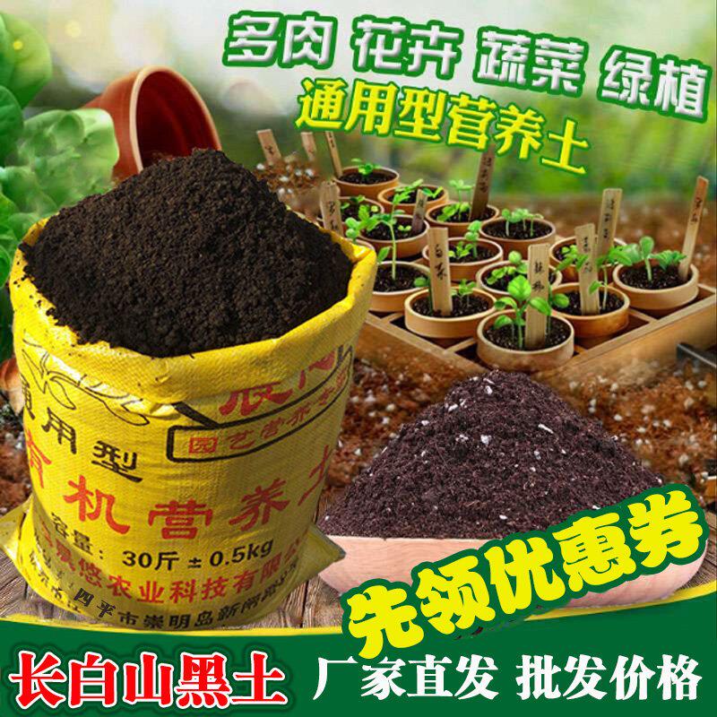 芦荟盆栽用土素材模板 芦荟盆栽用土图片下载 小麦优选