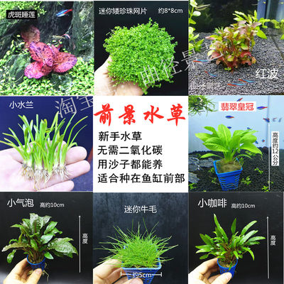 草缸前景水草植物活体阴性无需二氧化碳co2水下叶红色爬地入门 曲径景艺 淘优券