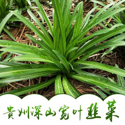 食用野韭菜观音菜贵州特产新鲜宽叶石韭苤菜大叶韭菜精选好苗壮苗