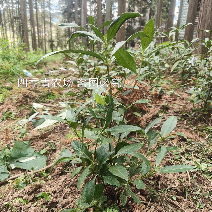 贵州草珊瑚现挖直播间带叶带泥草桌面绿植