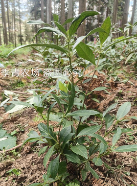 贵州草珊瑚现挖直播间带叶带泥草珊瑚绿植阳台盆栽庭院耐寒绿植