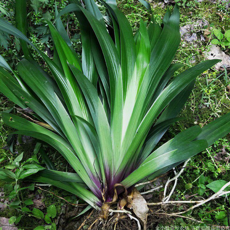 扁竹兰贵州深山鸢尾花豆豉叶根苗蝴蝶花庭院绿植物易养整颗带泥草