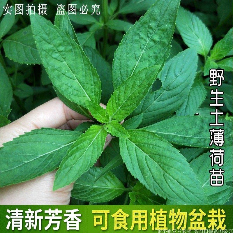 贵州土薄荷浓香型薄荷