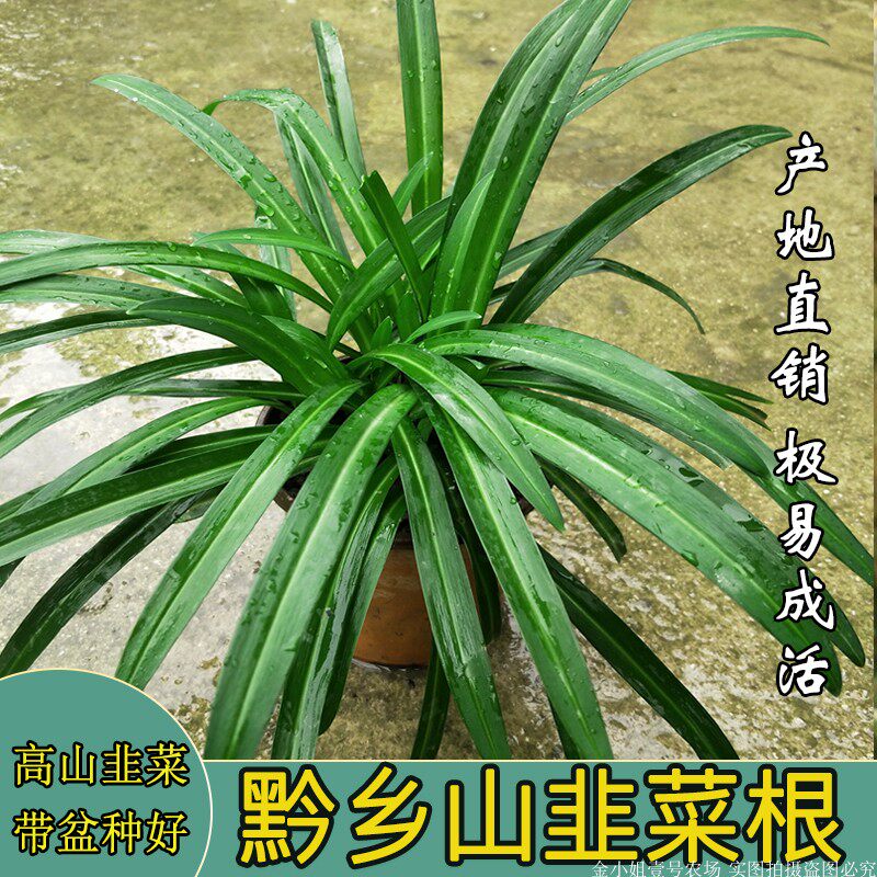 花卉盆栽宽叶石韭菜大叶野韭