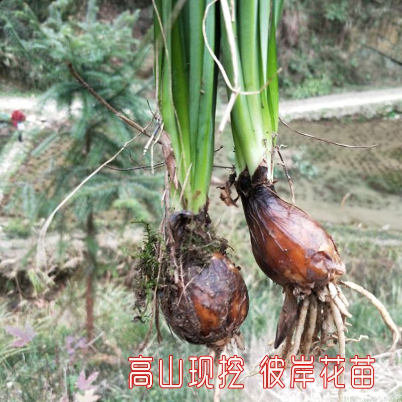 贵州高山阳台石蒜苗彼岸花绿植花卉曼珠沙华室内植物盆栽带泥发 鲜花速递/花卉仿真/绿植园艺 绿植 原图主图