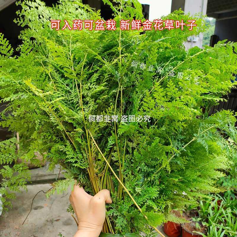 乌蕨草盆栽乌韭大叶金花草野细叶凤凰草药材新鲜晒干小叶鸡尾草根