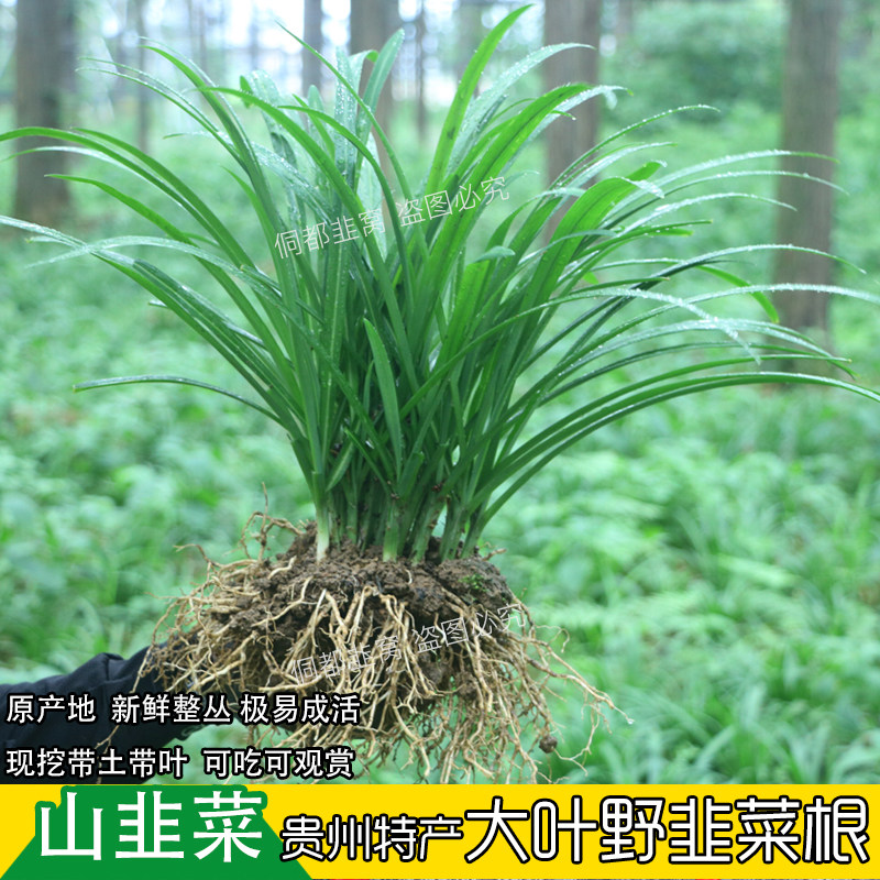贵州野韭菜直播间现挖整丛带叶带原土山韭大叶韭菜阳台庭院好种
