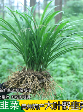 贵州野韭菜直播间现挖整丛带叶带原土山韭大叶韭菜阳台庭院好种