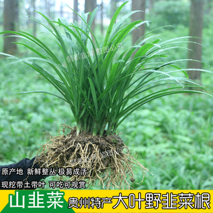 贵州大叶野韭菜根石韭菜山韭菜新鲜野菜宽叶韭水韭四季好种观音菜