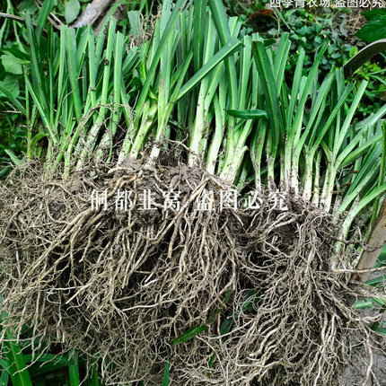 贵州大叶韭菜野韭菜宽叶韭菜食用山韭菜根苗新鲜现挖韭菜盆栽地栽