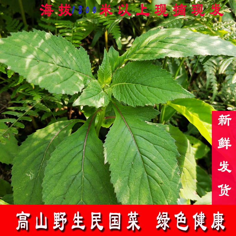 新鲜蔬菜绿色蔬菜芝麻菜嫩叶