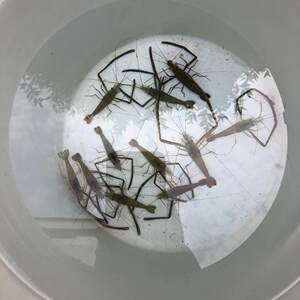 大头虾活体大眼贼河虾青虾苗土虾