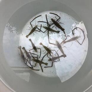 淡水河虾苗青虾苗优质幼苗成活率高观赏食用虾苗基地直供包活到家