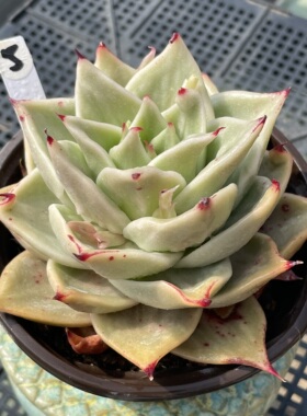 无肉不欢 星星锦 一物一拍 多肉植物 0313更新