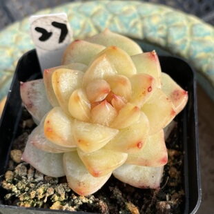 无肉不欢 1号糖心组合小型种 一物一拍多肉植物 0509更新