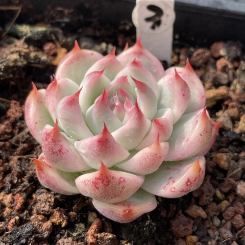 无肉不欢吉娃娃锦多肉植物