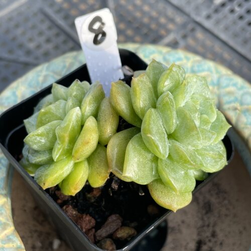 无肉不欢糖心小型种多肉植物