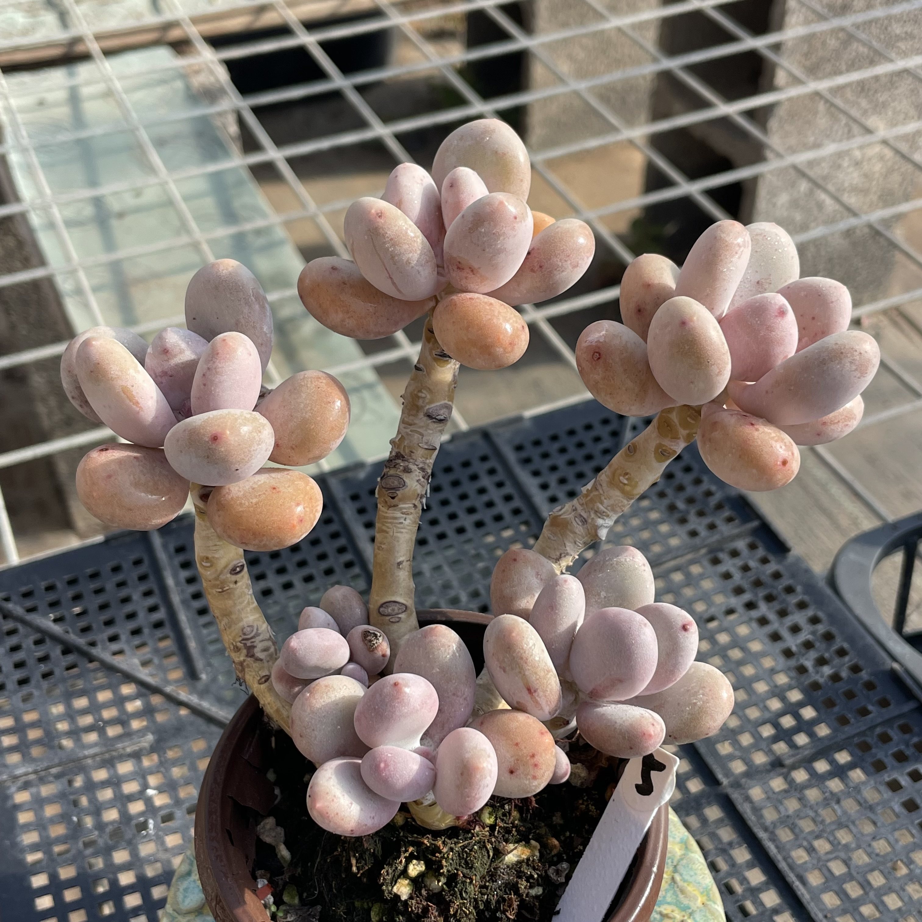 无肉不欢 奶酪无砍老桩 一物一拍 多肉植物 0311更新