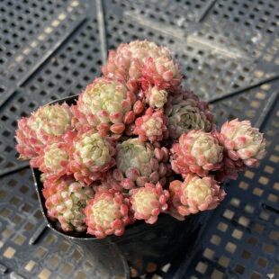无肉不欢 蔓越莓 一物一拍 多肉植物 0423更新