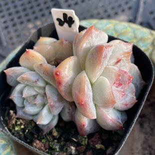 多肉植物 一物一拍 0309更新 2号糖心组合 无肉不欢