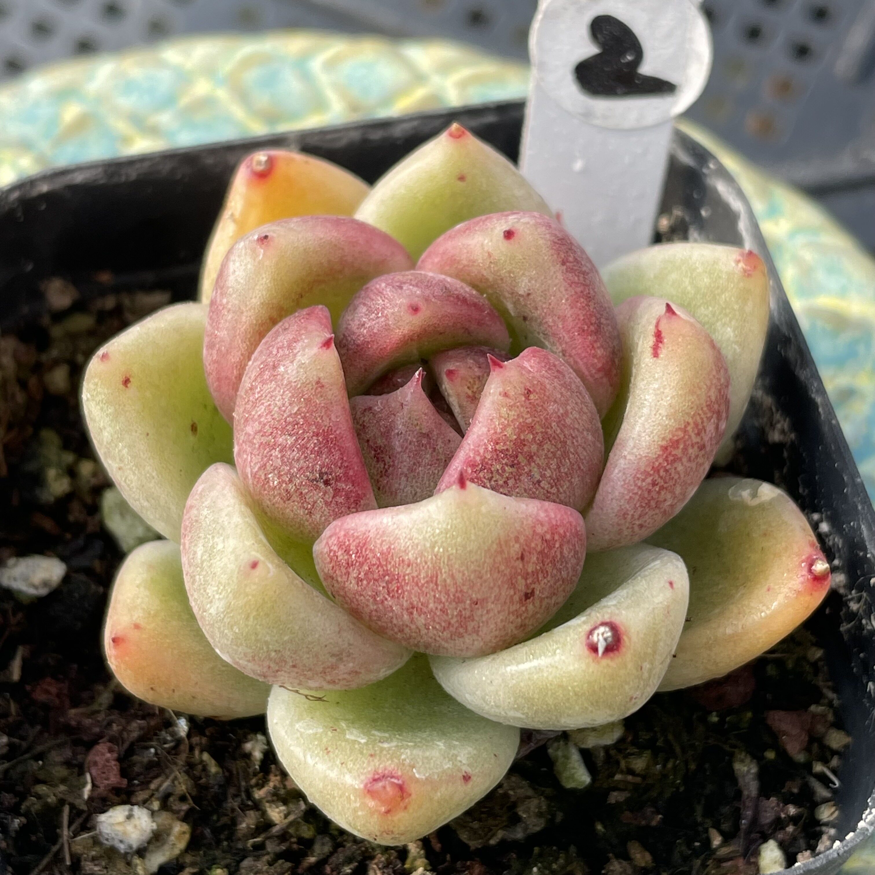 无肉不欢 金蝉子 一物一拍 多肉植物 1222